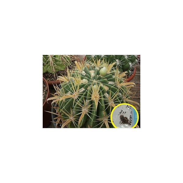 フェロカクタス 金鵄玉（きんしぎょく）(Ferocactus latispinus