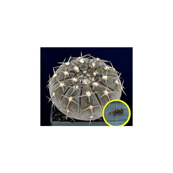 q10@MmJLE AXeE(P)(Gymnocalycium asterium)