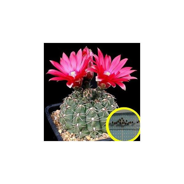 q20@MmJLE ԋ(Gymnocalycium Baldianum)