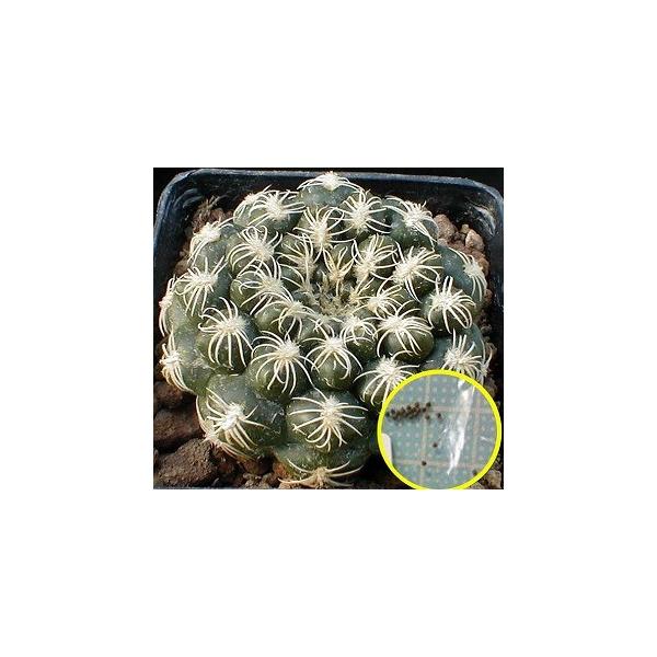 q15@MmJLE@ΐ(Gymnocalycium calochlorum)