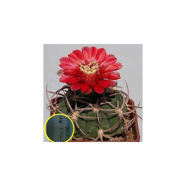 q15@MmJLEEJ~iT(Gymnocalycium Carminanthum P133)