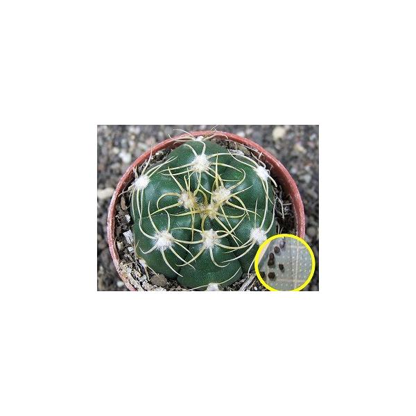 q20 MmJLE fk_c(Gymnocalycium denudatum)