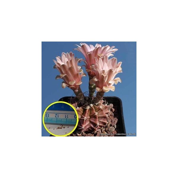 q50@MmJLEEt[hq@O(Gymnocalycium mihanovichii var friedrichii)