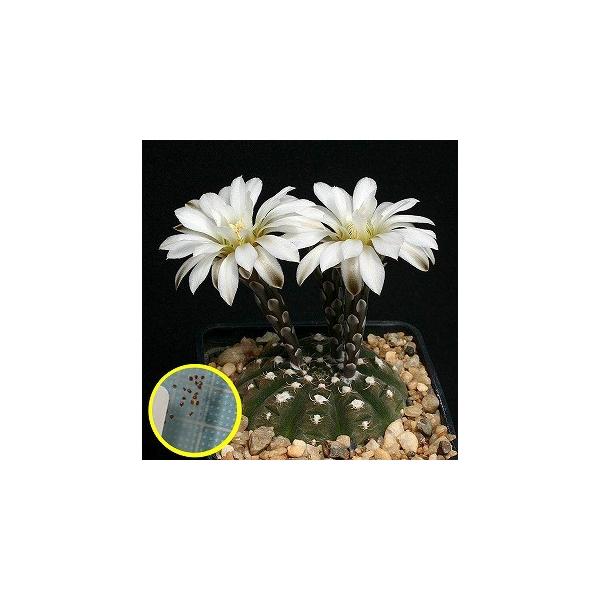 q10@MmJLE@ہE(Gymnocalycium Ragonesii)