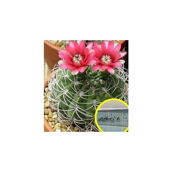 q10@MmJLEE `Ai(Gymnocalycium Tillianum)