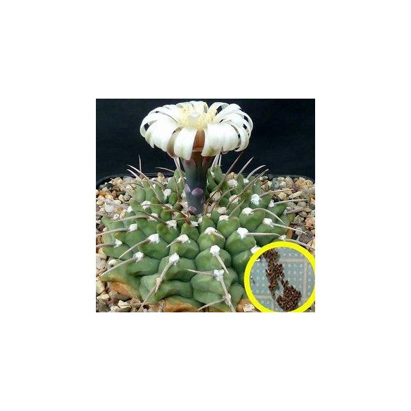 q15@MmJLEEobe[(gymnocalycium vatteri)