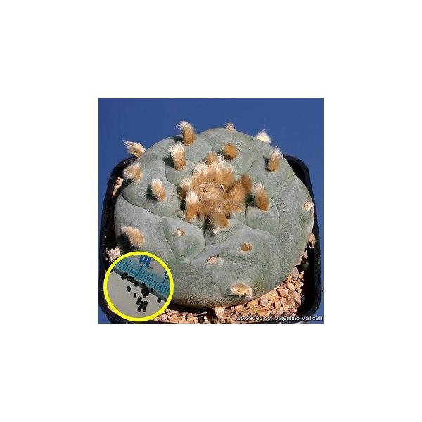 q10  zz GH eLT[i(Lophophora williamsii var. texana)̎q