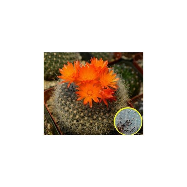 q20 pfBA(mgJN^X/ uWJN^X)@WiZbREj(parodia Haselbergii)