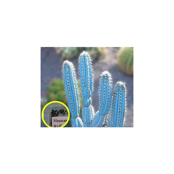 種子15粒 ピロソケレウス・パキクラダス(Pilosocereus 種子15粒 ピロソケレウス・パキクラダス(Pilosocereus