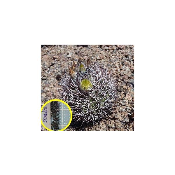 ピロカクタス（エリオシケ）・ブルボカリクス(PYRRHOCACTUS BULBOCALYX