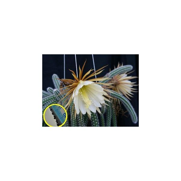 種子20粒 セレニケレウス・バリダス(Selenicereus validus) : 多肉植物