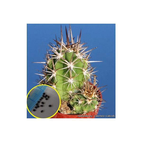 トリコケレウス　種子45種類　10粒ずつセット トリコケレウス 種子45種類 10粒ずつセット - メルカリ