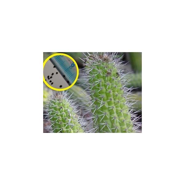 q20@gRPEXEeSiX P (Trichocereus thelegonus)