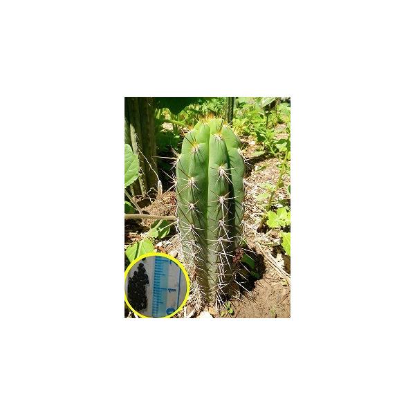 種子15粒 トリコケレウス 勇烈竜(TRICHOCEREUS werdermannianus