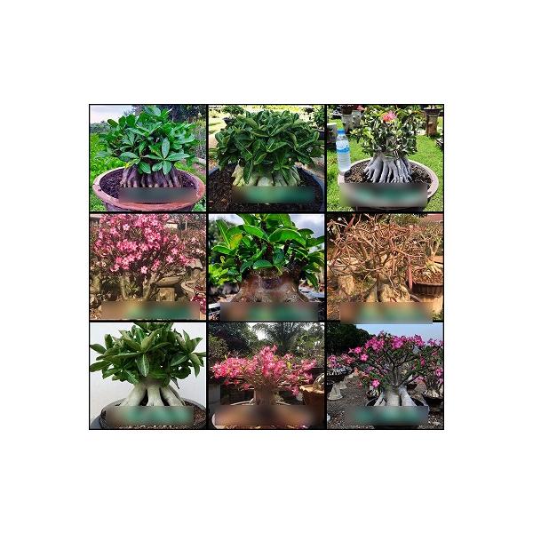 アデニウム・アラビカム種子ミックス　9粒(9品種ミックス)数量１は種子9粒です(1粒1粒が異なる品種です)。仕入れ先：タイ入荷時期：2023年12月、2025年6月アデニウム・アラビカムの以下の9品種すべてを含む9粒：RCN(Rachine...