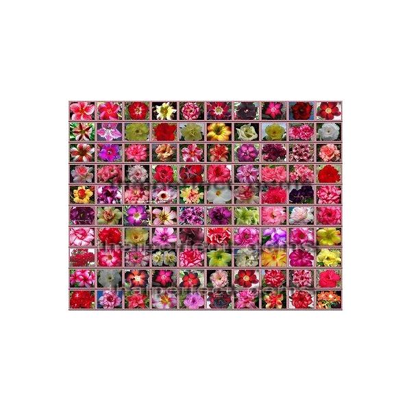 q12 AfjEEIxXq~bNXiPOOލ璊oj