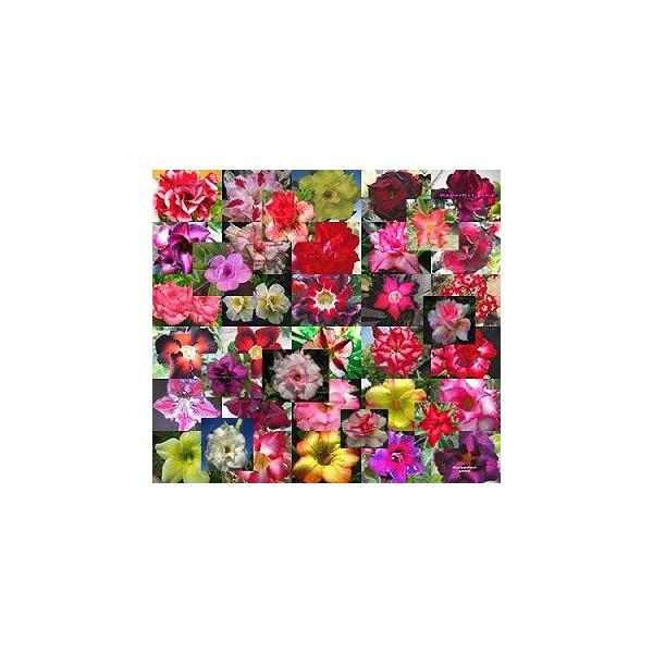 q12@Vbv܂̃AfjEEIxXq~bNX