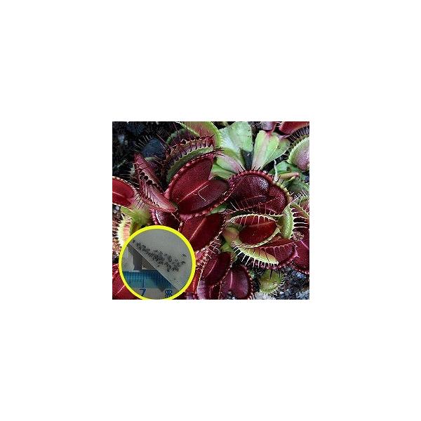 ハエトリソウの人気商品 通販 価格比較 価格 Com