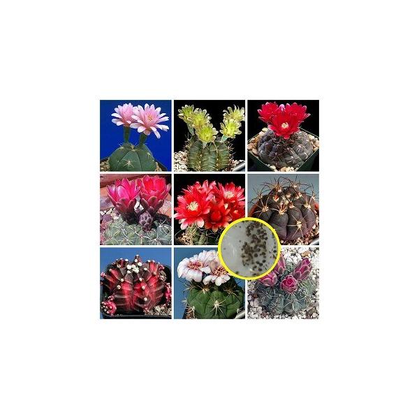 q20@MmJLEiGymnocalycium)̎q~bNX
