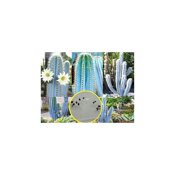 qQO@s\PEX̎q~bNX(Pilosocereus Mix)