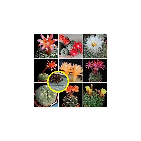 q20 Tu}cJi(Submatucana)̎q~bNX
