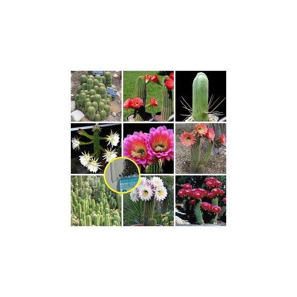 q20 gRPEX(Trichocereus)q~bNX