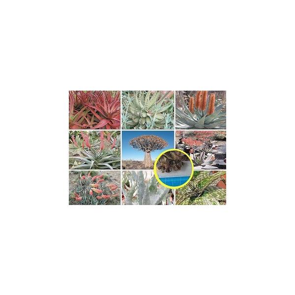 アロエ 種の人気商品 通販 価格比較 価格 Com