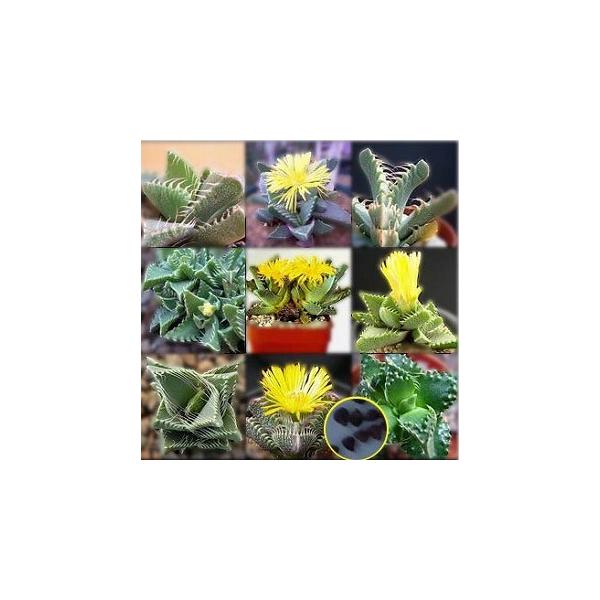 q20@tH[JA̎q~bNX(Faucaria Mix)