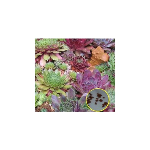 センペルビウムの種子ミックス２０粒。数量１は、２０粒単位を意味します。仕入れ先：ドイツ入荷時期：2024年3月,2025年2月,6月