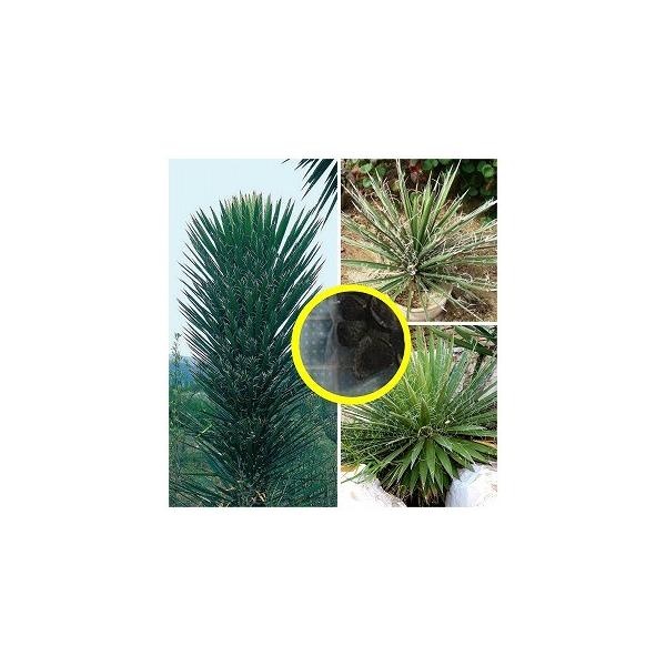 q30@bJ̎q~bNX(Yucca@Mix)