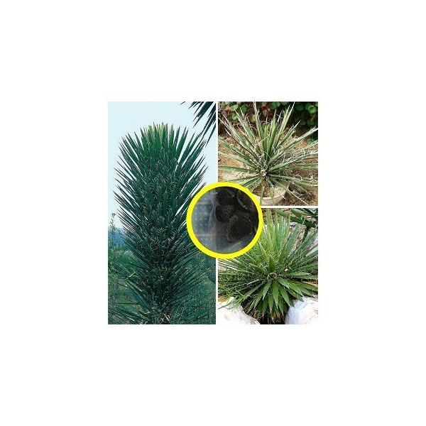 q100@bJ(Yucca)̎q~bNX