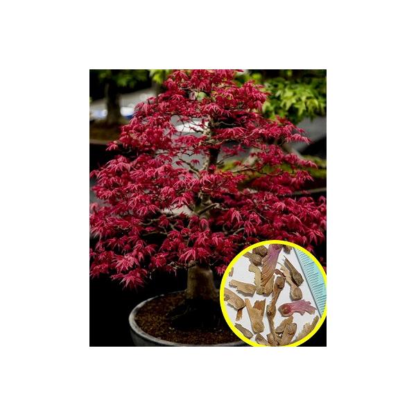 種子20粒 日本の楓(カエデ、もみじ) エイサー パルマツム アトロプルプレウムの種子Acer palmatum Atropurpureumイロハモミジ(Acer palmatum)の変種で年間を通して葉が紫または赤色。イロハモミジ(Ace...
