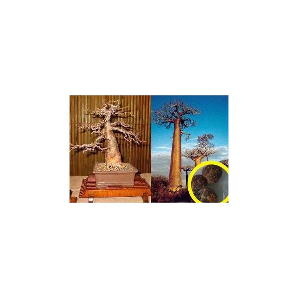 種子13粒 アダンソニア・ディギタータ(バオバブの木)（Adansonia