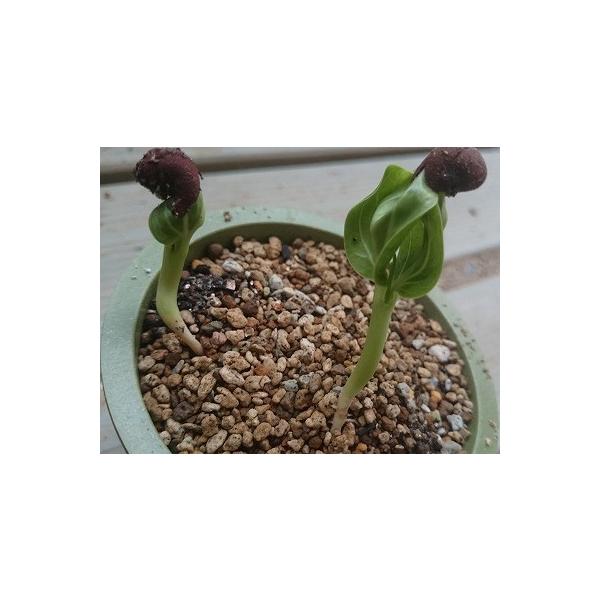 アダンソニア ディギタータ バオバブの木 Adansonia Digitata の種子 Buyee Buyee Japanese Proxy Service Buy From Japan Bot Online