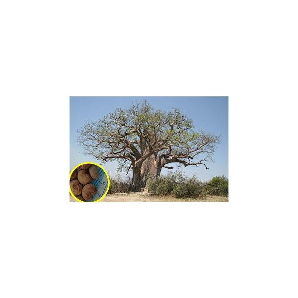 q6 A_\jAE}_KXJGVXioIou̖؁j(Adansonia madagascariensis)