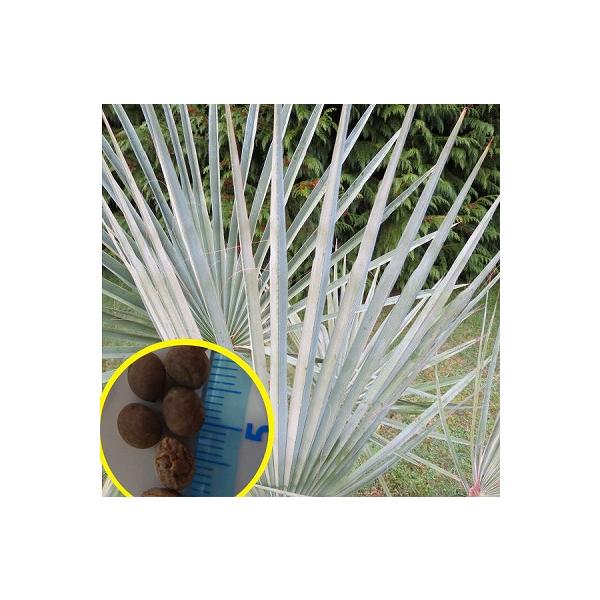 種子10粒 ブラヘア ダルキス ブルー(Brahea dulcis blue) : 多肉