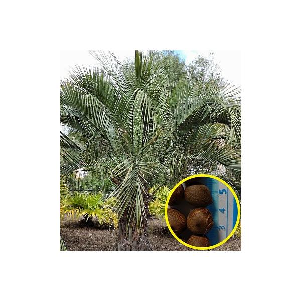 ココスヤシ　(311) 種子50粒 ココスヤシ(Butia yatay) : 多肉植物ワールド - 通販