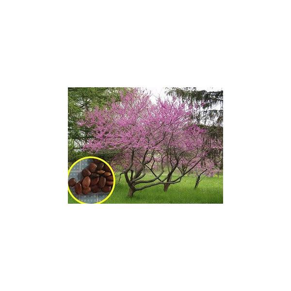 アメリカハナズオウ Cercis Canadensis Eastern Redbud の種子 Buyee Buyee 日本の通販商品 オークションの代理入札 代理購入