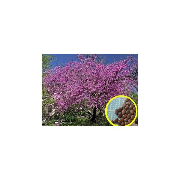 q20@ZCEniYIE(_̖)(Cercis siliquastrum(Judas tree))̎q