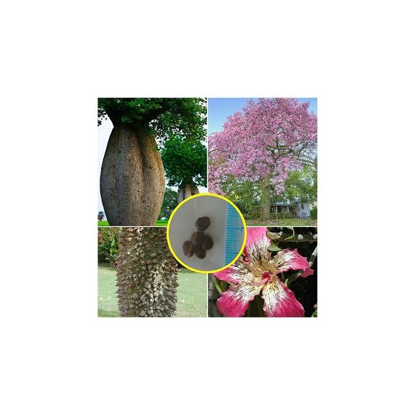 種子50粒 酔っ払いの木 トックリキワタ(パラボラッチョ)(Chorisia