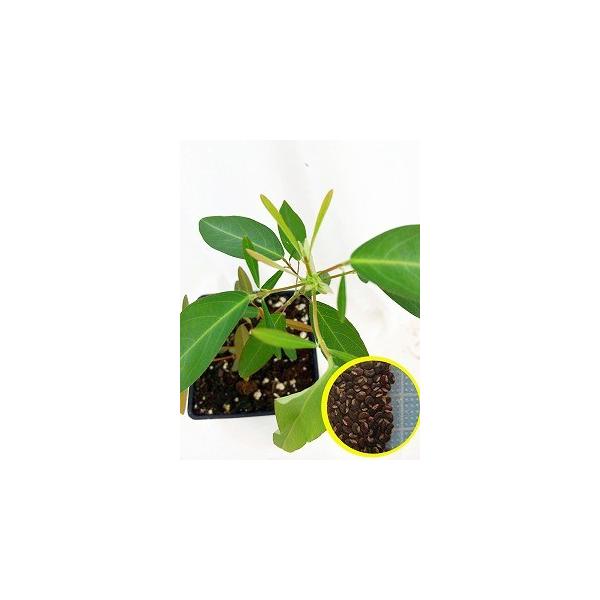 q15@ėxÃ}CnM(Codariocalyx@Motoriusj
