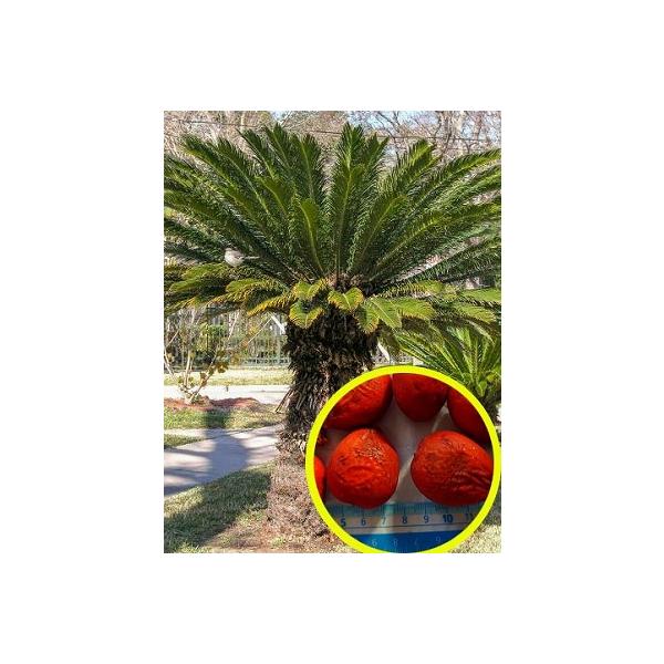 種子12粒 ソテツ(蘇鉄)(Cycas revoluta） : 多肉植物ワールド - 通販