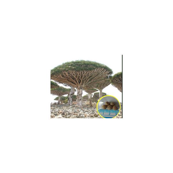 種子30粒 ドラセナ・ドラコ(竜血樹)(Dracaena draco) : 多肉植物