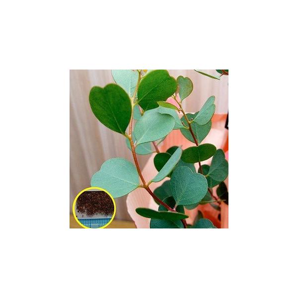 ユーカリ ウェブステリアナ ハートリーフ ユーカリ Eucalyptus Websteriana の種子 Buyee Buyee 日本の通販商品 オークションの代理入札 代理購入