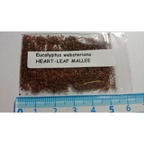 ユーカリ ウェブステリアナ ハートリーフ ユーカリ Eucalyptus Websteriana の種子 Buyee Buyee 日本の通販商品 オークションの代理入札 代理購入