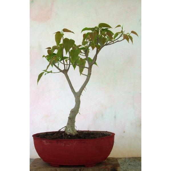 菩提樹 Bodhi Tree Ficus Religiosa の種子 Buyee Buyee 提供一站式最全面最專業現地yahoo Japan拍賣代bid代拍代購服務bot Online