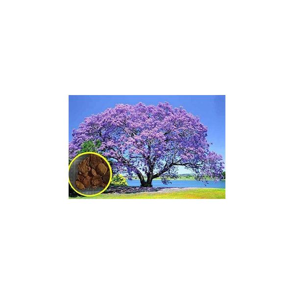 ジャカランダ ミモシフォリア キリモドキ Jacaranda Mimosifolia の種子 Dejapan Bid And Buy Japan With 0 Commission