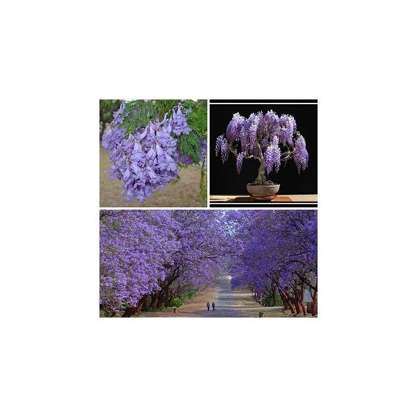 ジャカランダ ミモシフォリア キリモドキ Jacaranda Mimosifolia の種子 Buyee Buyee 日本の通販商品 オークションの代理入札 代理購入