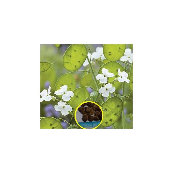 白花 ルナリア 合田草 ごうだそう Lunaria Biennis Var Albiflora の種子 Buyee 日本代购平台 产品购物网站大全 Buyee一站式代购 Bot Online