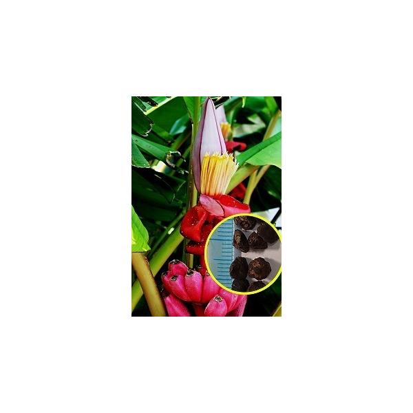 q50@sNoii(TEx`i)(Musa velutina)